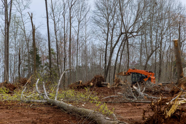 How Our Tree Care Process Works  in  Olga, FL